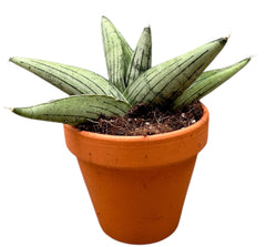 Sansevieria Rookie 8cm Pot House Plant