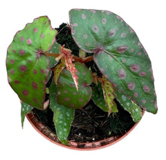 Begonia Malachosticta 8cm Pot 10cm Height House Plant