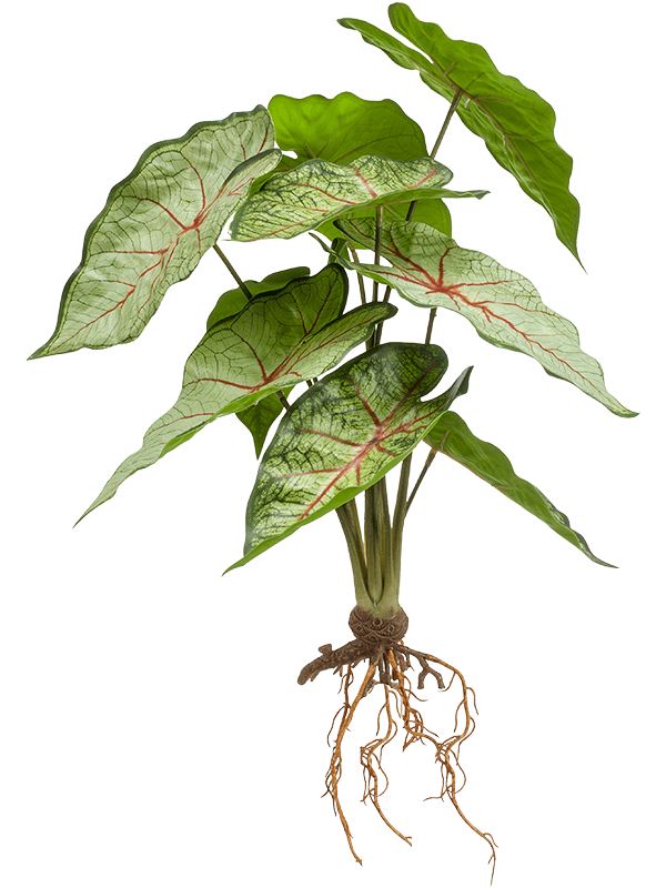 Caladium Artificial Plant Premium Faux 35cm Height Artificial Plants