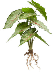 Caladium Artificial Plant Premium Faux 35cm Height Artificial Plants