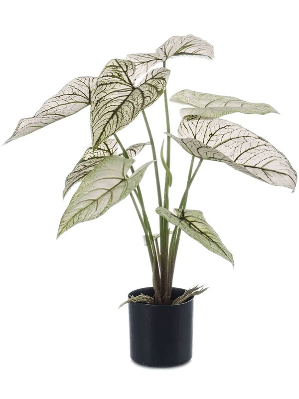 Caladium Artificial Plant Premium Faux 60cm Height Artificial Plants