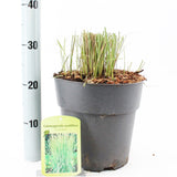 Calamagrostis acutiflora Overdam 23cm Pot 70cm Shrub Plant Shrubs