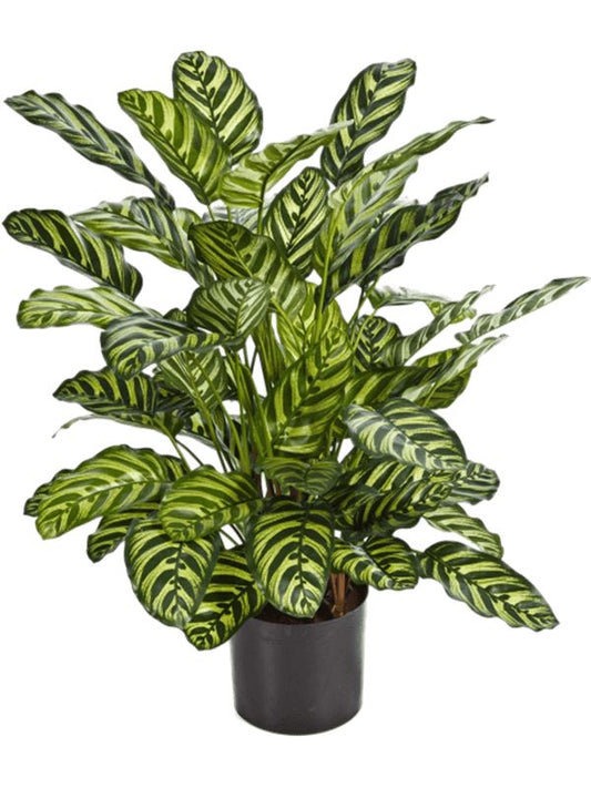 Calathea Artificial Plant Premium Faux 78cm Height Artificial Plants