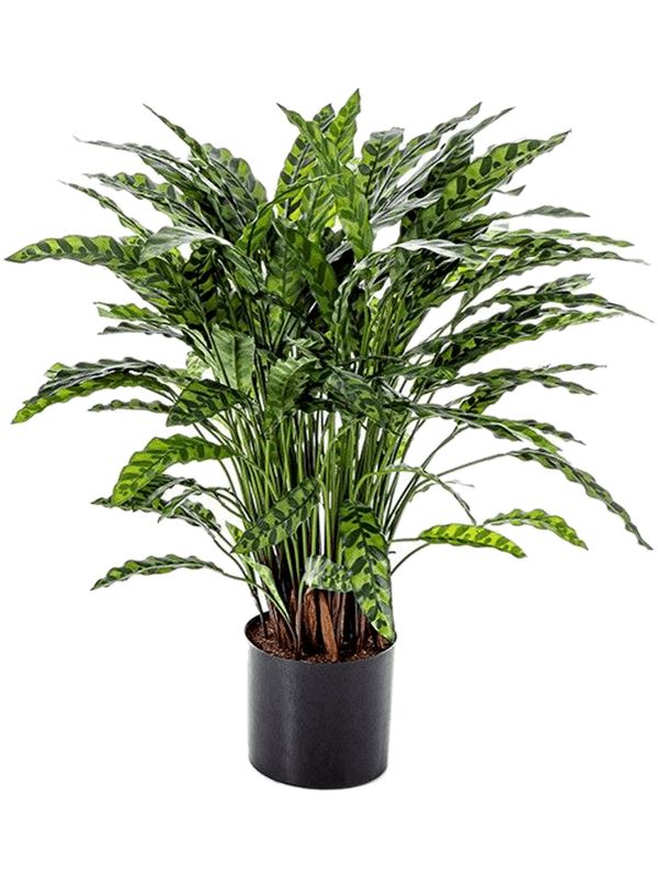 Calathea Artificial Plant Premium Faux 88cm Height Artificial Plants