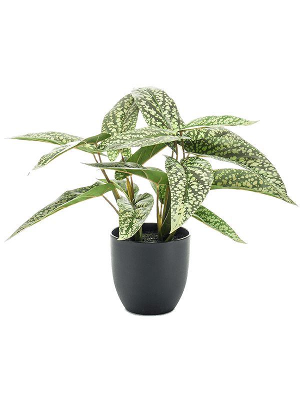 Calathea Dots Artificial Plant Premium Faux 38cm Height Artificial Plants