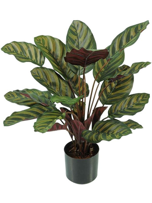 Calathea Makoyana Artificial Plant Premium Faux 58cm Height Artificial Plants