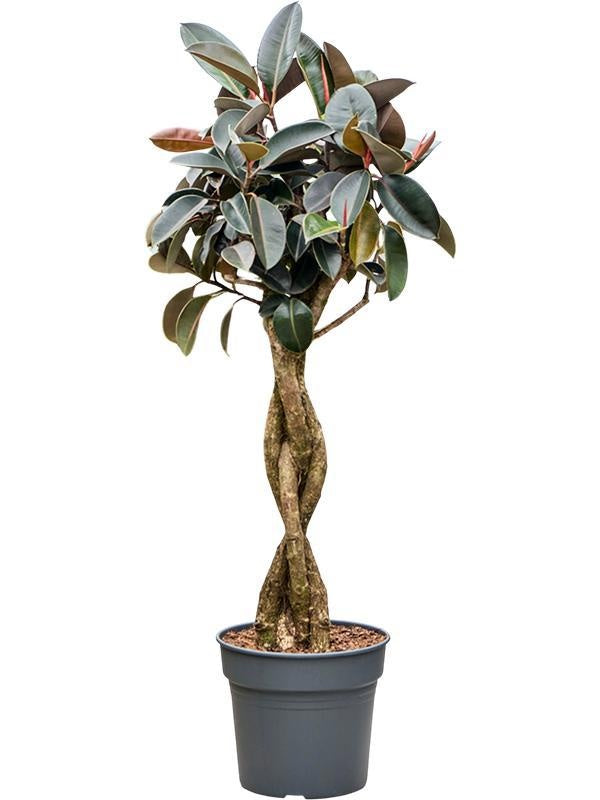 155 - 165cm Ficus Elastica Burgundy Rubber Plant Fig 34cm Pot House Plant