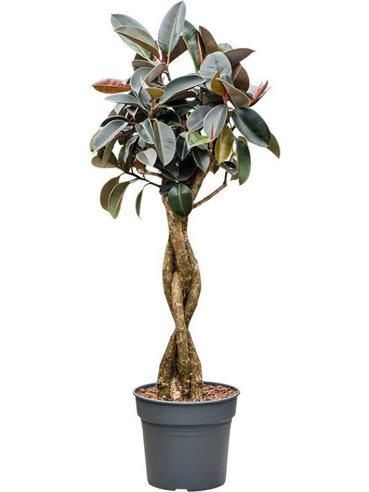155 - 165cm Ficus Elastica Burgundy Rubber Plant Fig 34cm Pot House Plant