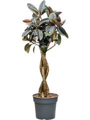 155 - 165cm Ficus Elastica Burgundy Rubber Plant Fig 34cm Pot House Plant