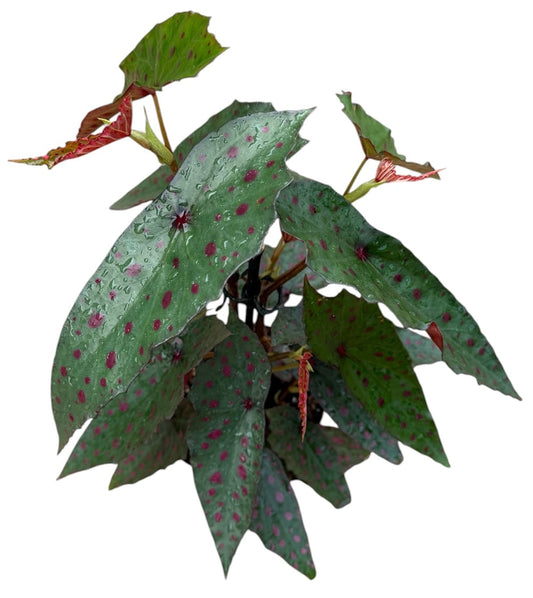 20 - 30cm Begonia Amphioxus X Malachostica 14cm Pot
