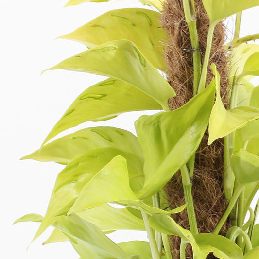 45 - 55cm Epipremnum Champs Elysees on mosspole Scindapsus Pothos 17cm Pot House Plant