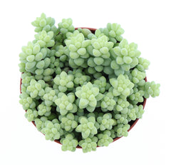 10 - 15cm Sedum Burrito House Plant 12cm Pot