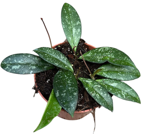 Hoya Crassipetiolata Splash 10.5cm Pot 15cm Height House Plant