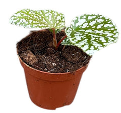 Begonia Snowcap 8cm Pot 15cm Height House Plant