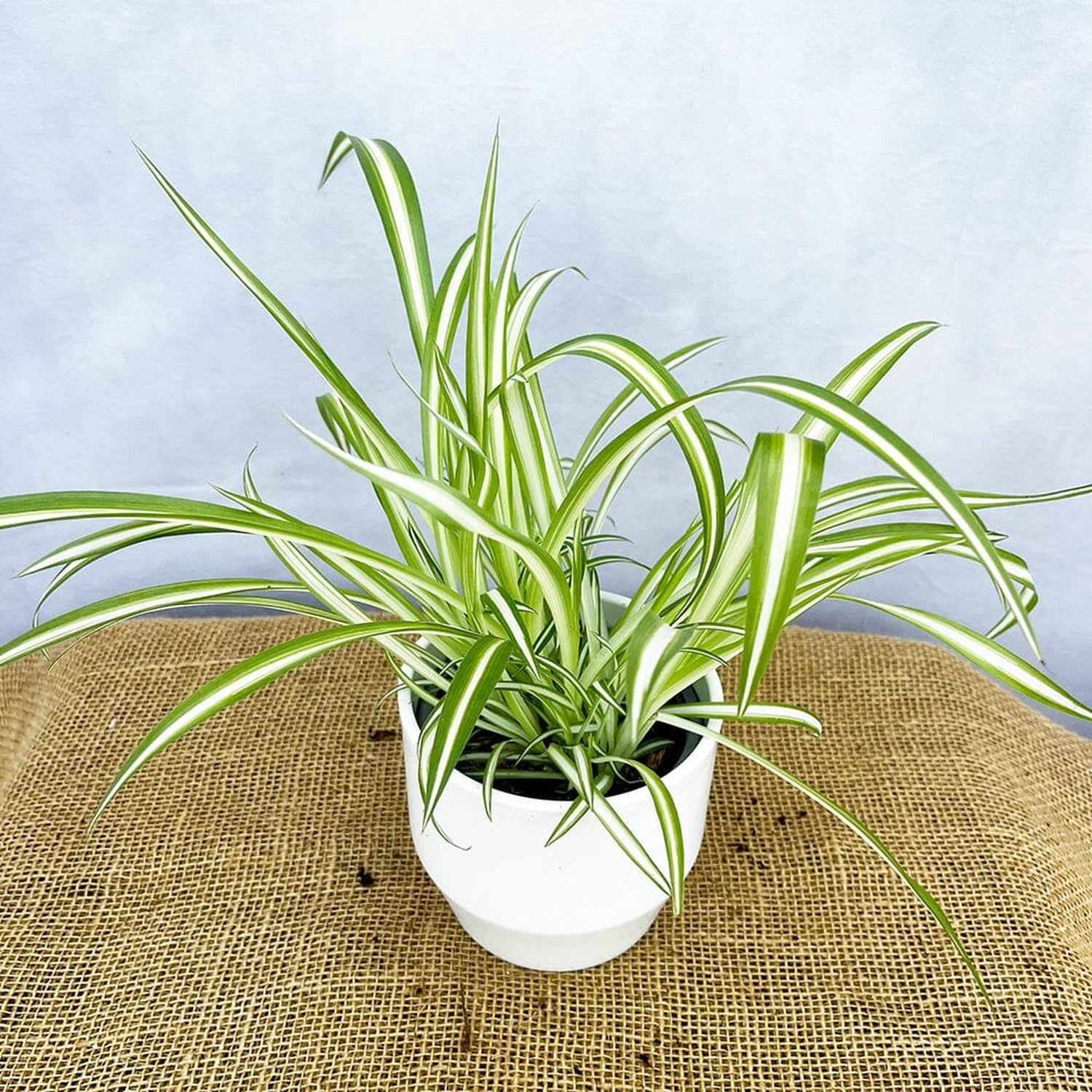 Chlorophytum Comosum 12cm Pot (Mix & Match Offer) House Plant House Plant