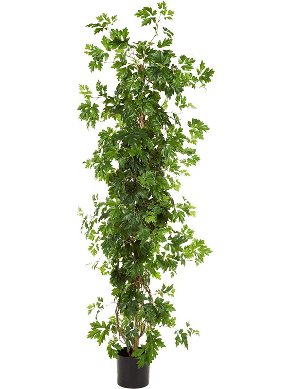 Cissus Artificial Plant Premium Faux 160cm Height Artificial Plants