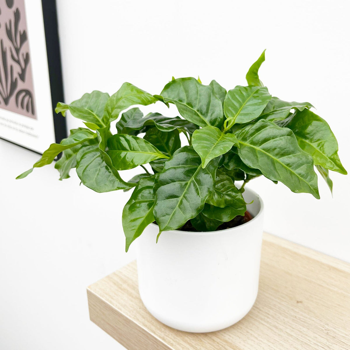 Coffee Arabica 12cm Pot (Mix & Match Offer) House Plant House Plant
