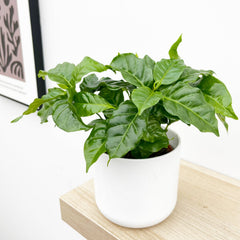 Coffee Arabica 12cm Pot (Mix & Match Offer) House Plant House Plant