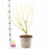 Cornus stolonifera Flaviramea 23cm Pot 75cm Shrub Plant Shrubs