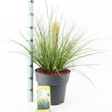 Cortaderia selloana Tiny Pampa 29cm Pot 70cm Shrub Plant Shrubs
