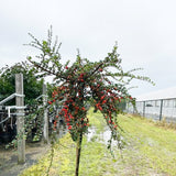 Cotoneaster apiculatus Blackburn 29cm Pot 130cm Shrub Plant Shrubs