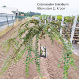 Cotoneaster apiculatus Blackburn 32cm Pot 150cm Shrub Plant Shrubs