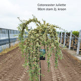 Cotoneaster suec Juliette 29cm Pot 120cm Shrub Plant Shrubs