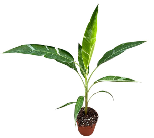 50cm Musa Florida Variegata House Plant 17cm Pot