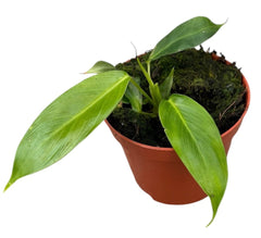 Philodendron Patriciae House Plant 10,5 cm Pot