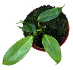 Philodendron Patriciae House Plant 10,5 cm Pot