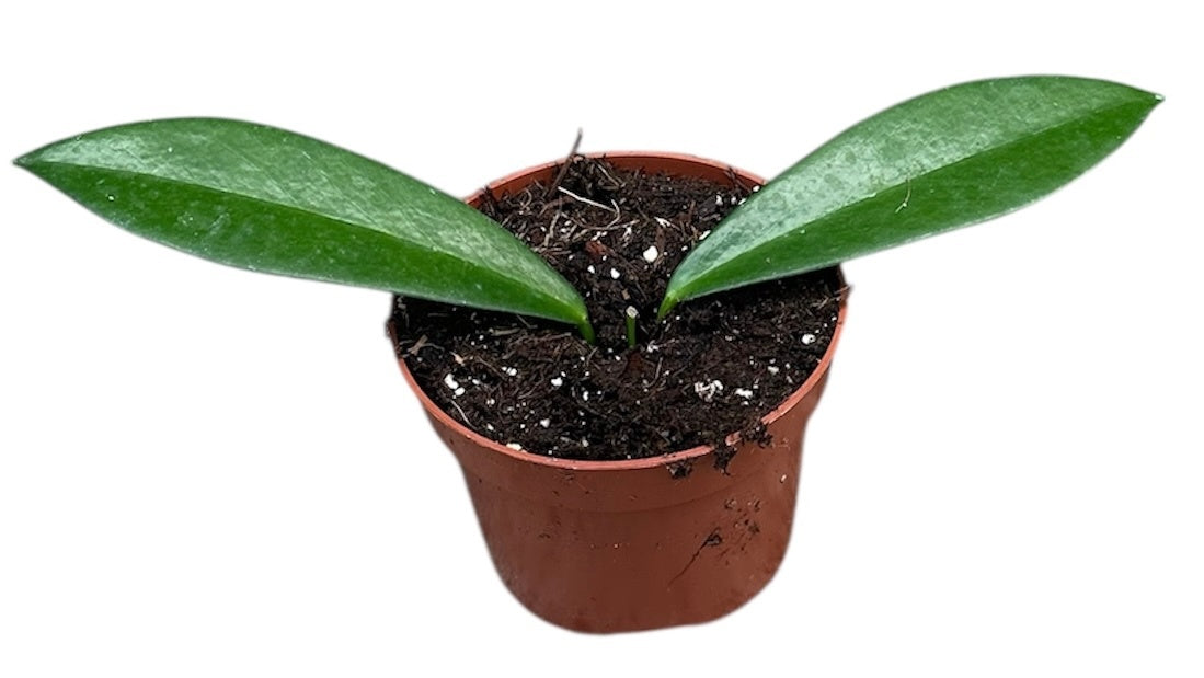 Hoya Black Dragon 10.5cm Pot 10cm Height House Plant