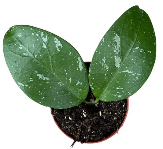 Hoya Lai Chau 8cm Pot 10cm Height House Plant