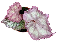 Begonia Pink Panther 8cm Pot 15cm Height House Plant