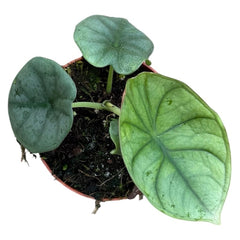 Alocasia Nebula Imperalis 8cm Pot 10cm Height House Plant