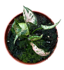 Syngonium Pink Rolli 8cm Pot 10cm Height House Plant