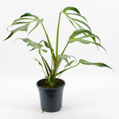 30 - 40cm Mature Monstera Burle Marx Flame 17cm Pot