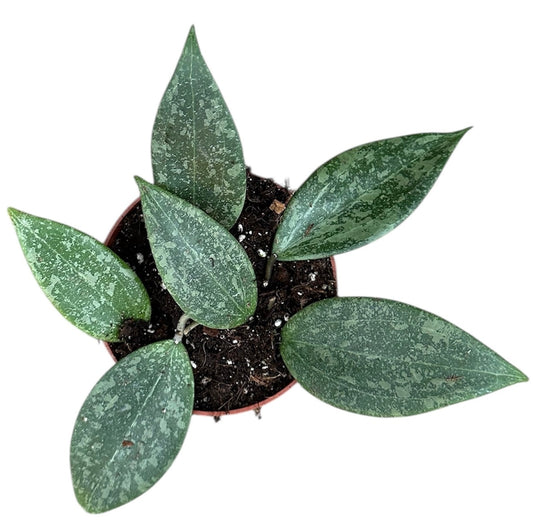 Hoya Wibergiae 10.5cm Pot 15cm Height House Plant
