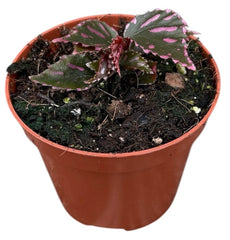 Begonia Jalau 8cm Pot 10cm Height House Plant