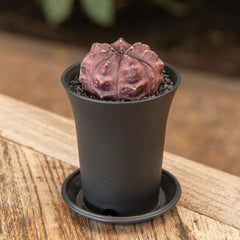 Gymno Siam 'Ansu' Daydream Cactus House Plant in 7.5cm Pot
