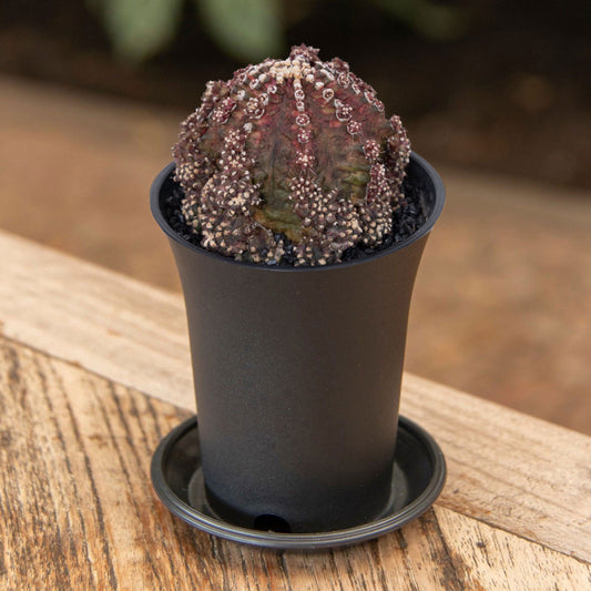 Gymno Cactus Godji T-Rex XL Cactus House Plant in 10cm Pot