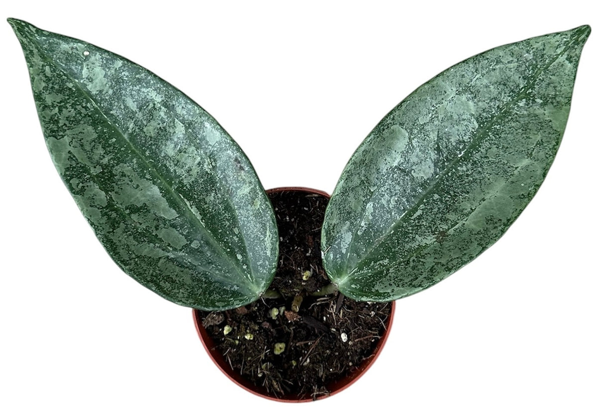 Hoya Rimba Perak 8cm Pot 10cm Height House Plant