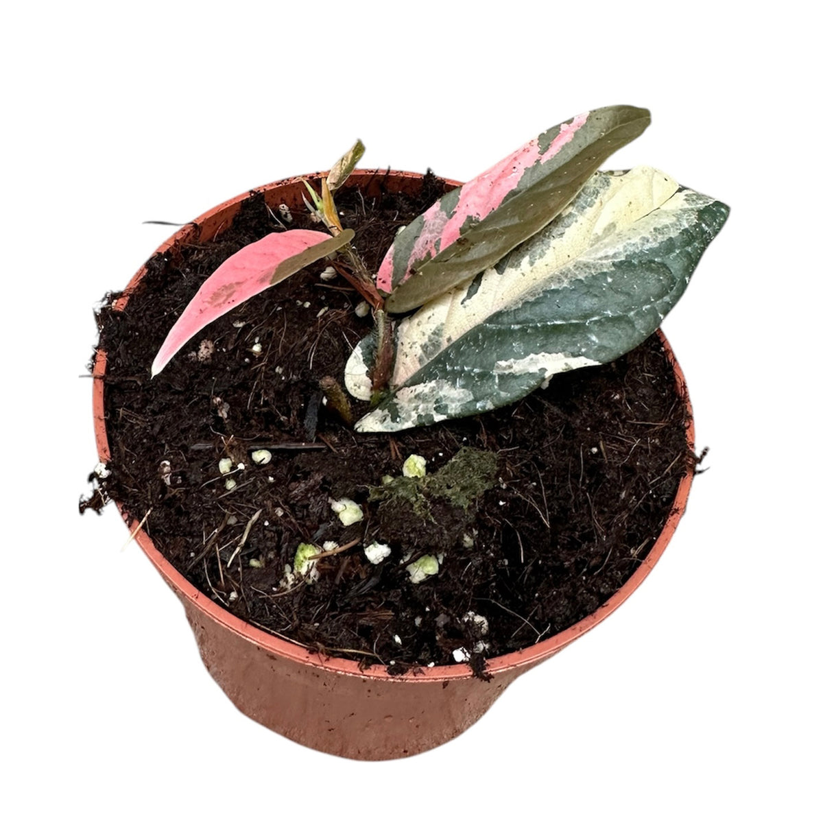10 - 15cm Pink Ficus Sagittata Variegated House Plant 10,5 cm Pot