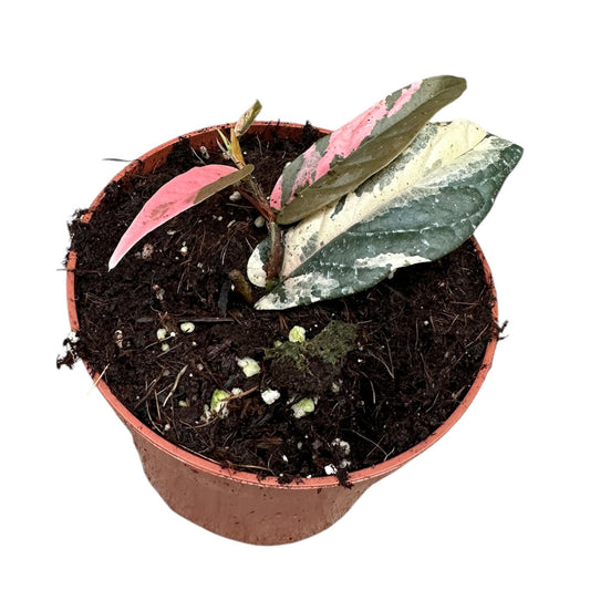 10 - 15cm Pink Ficus Sagittata Variegated House Plant 10,5 cm Pot