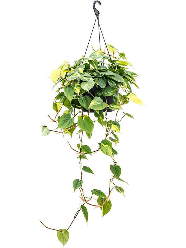 100 - 120cm XL Philodendron Scandens Brazil Pothos 28cm Hanging Pot House Plant