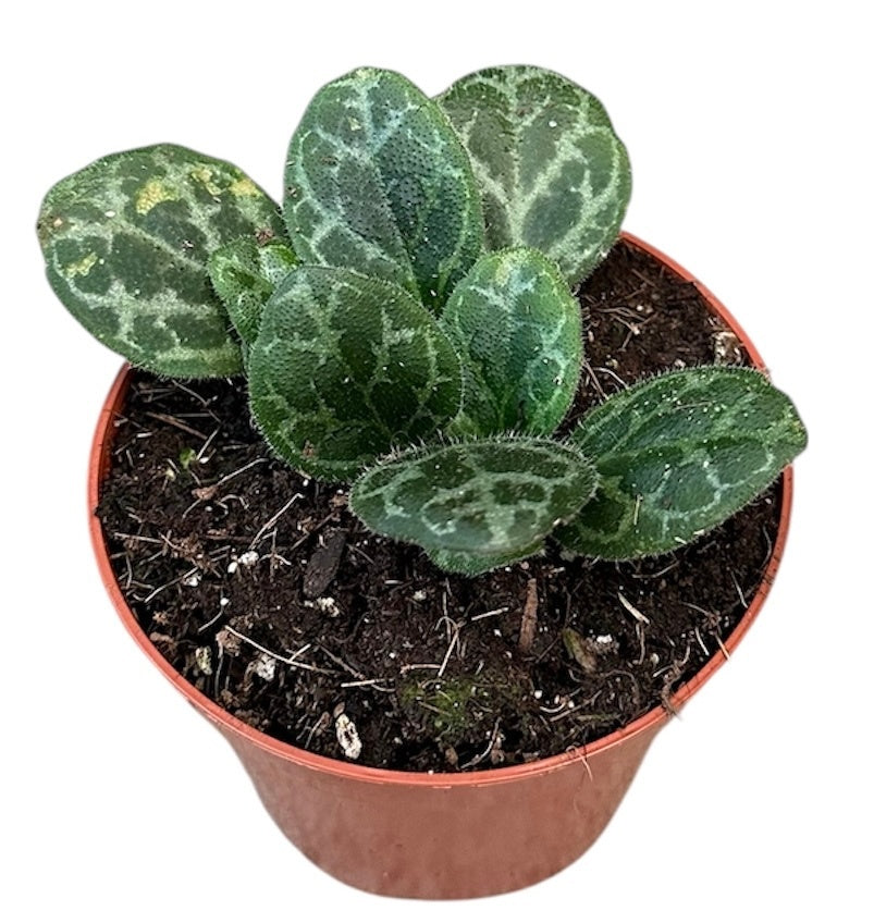 Primulina Yungfuensis 8cm Pot 15cm Height House Plant