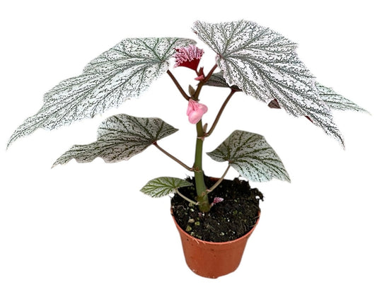 Begonia Pink Mix 8cm Pot 15cm Height House Plant