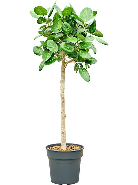 155 - 165cm Ficus Benghalensis Audrey 34cm Pot House Plant