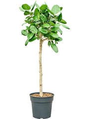 155 - 165cm Ficus Benghalensis Audrey 34cm Pot House Plant