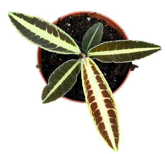 Labisia Jabi 10.5cm Pot House Plant