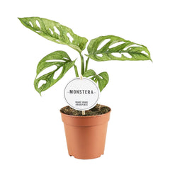 Rare Bundle - Monstera Obliqua, Pilea Mojito, Monstera Frozen Freckles & Monstera European Mint 12cm Pot House Plant